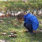 sonbahar etkinliği 030