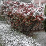 Fotoğraf0194
